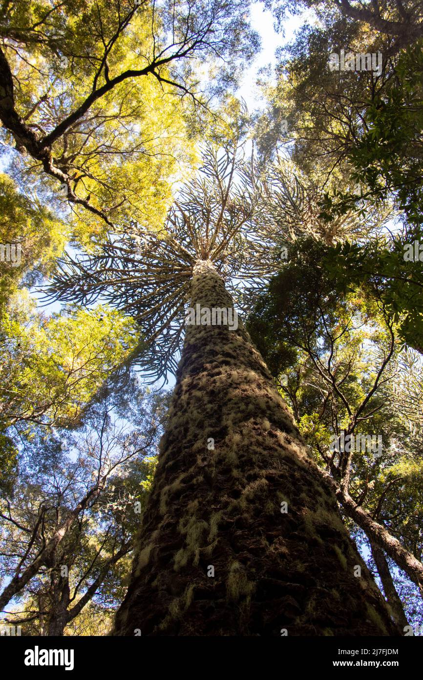 Alberi di Araucaria nel Parque Nacional Nahuelbuta, Cile Foto Stock