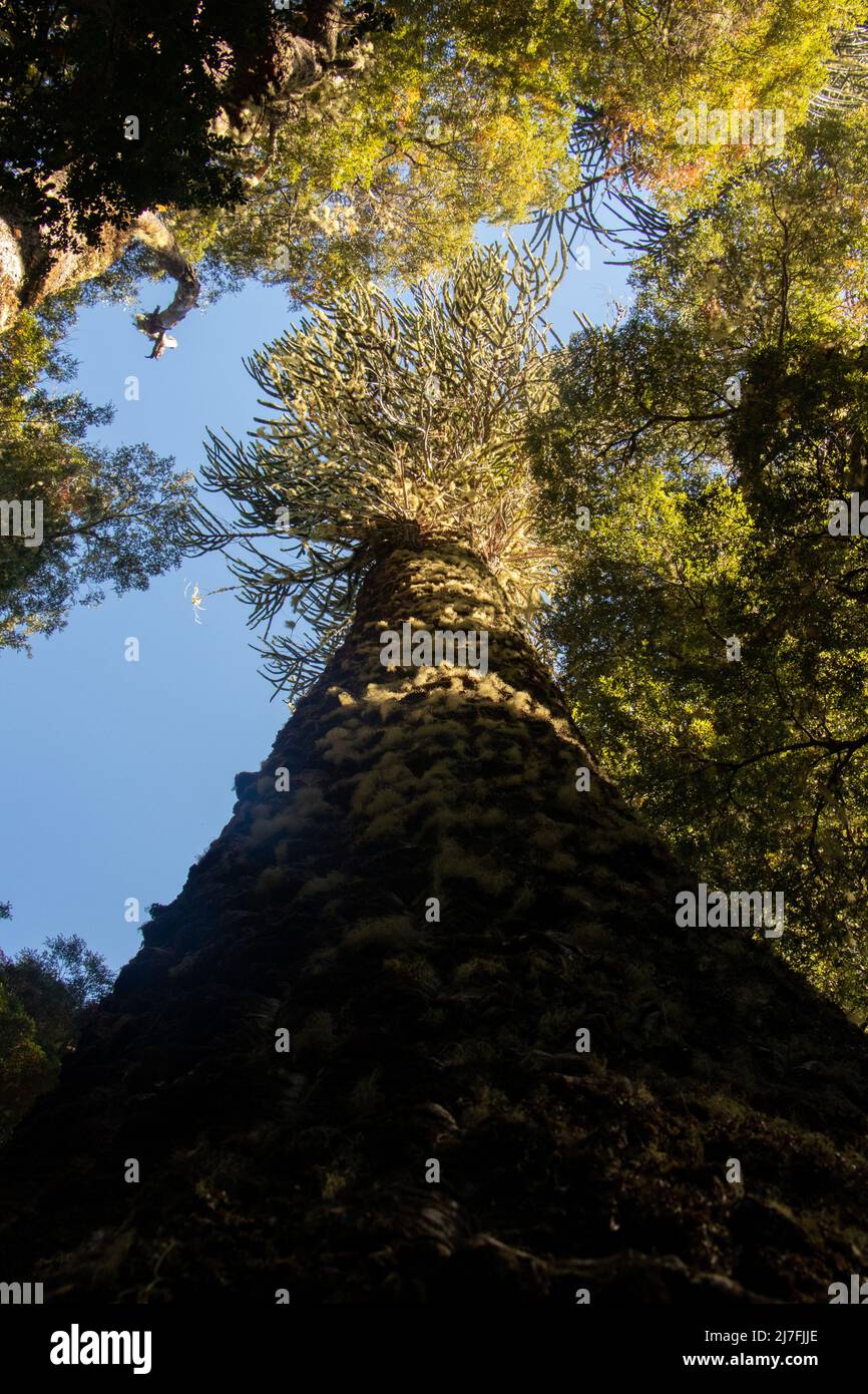 Alberi di Araucaria nel Parque Nacional Nahuelbuta, Cile Foto Stock