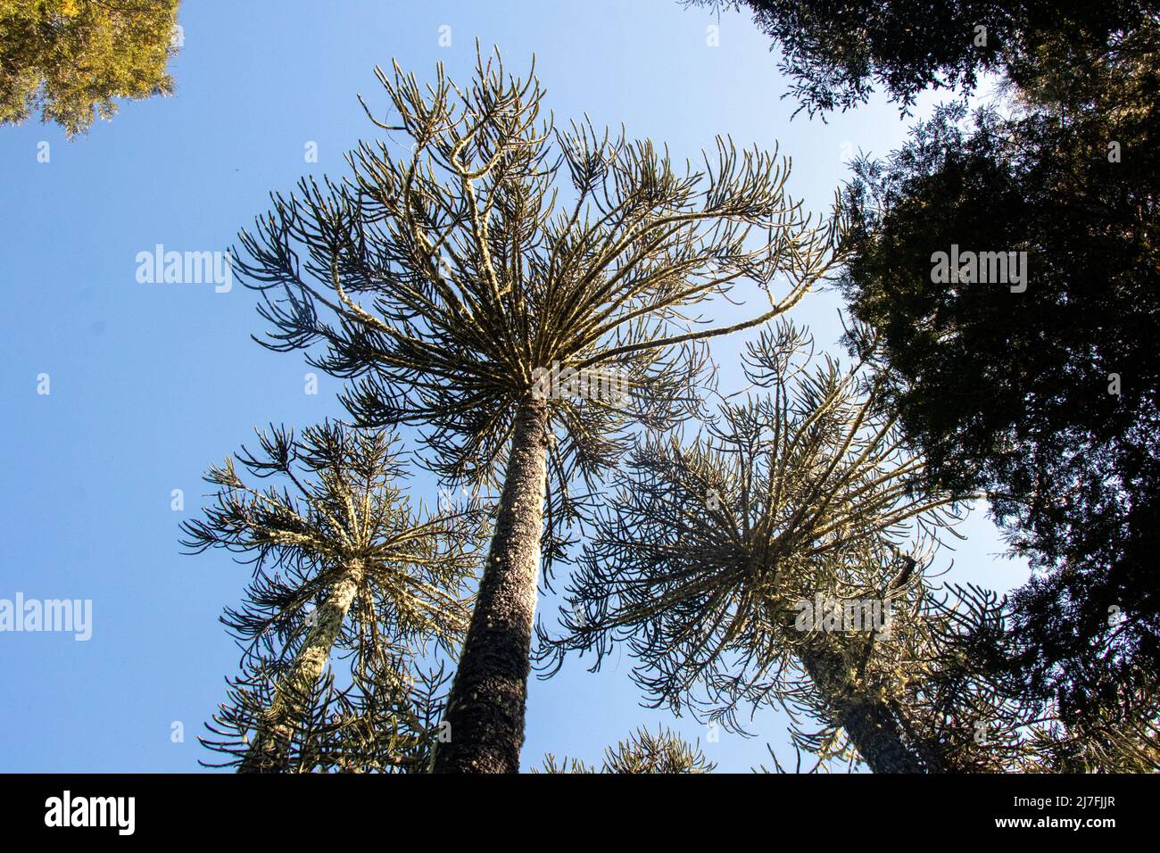 Alberi di Araucaria nel Parque Nacional Nahuelbuta, Cile Foto Stock