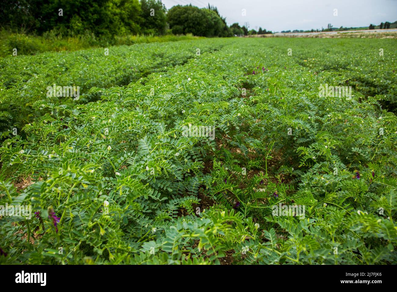 Un campo di ceci il ceci o ceci (Cicer arietinum) è un legume annuale della famiglia Fabaceae, sottofamiglia Faboideae.its diversi tipi a Foto Stock