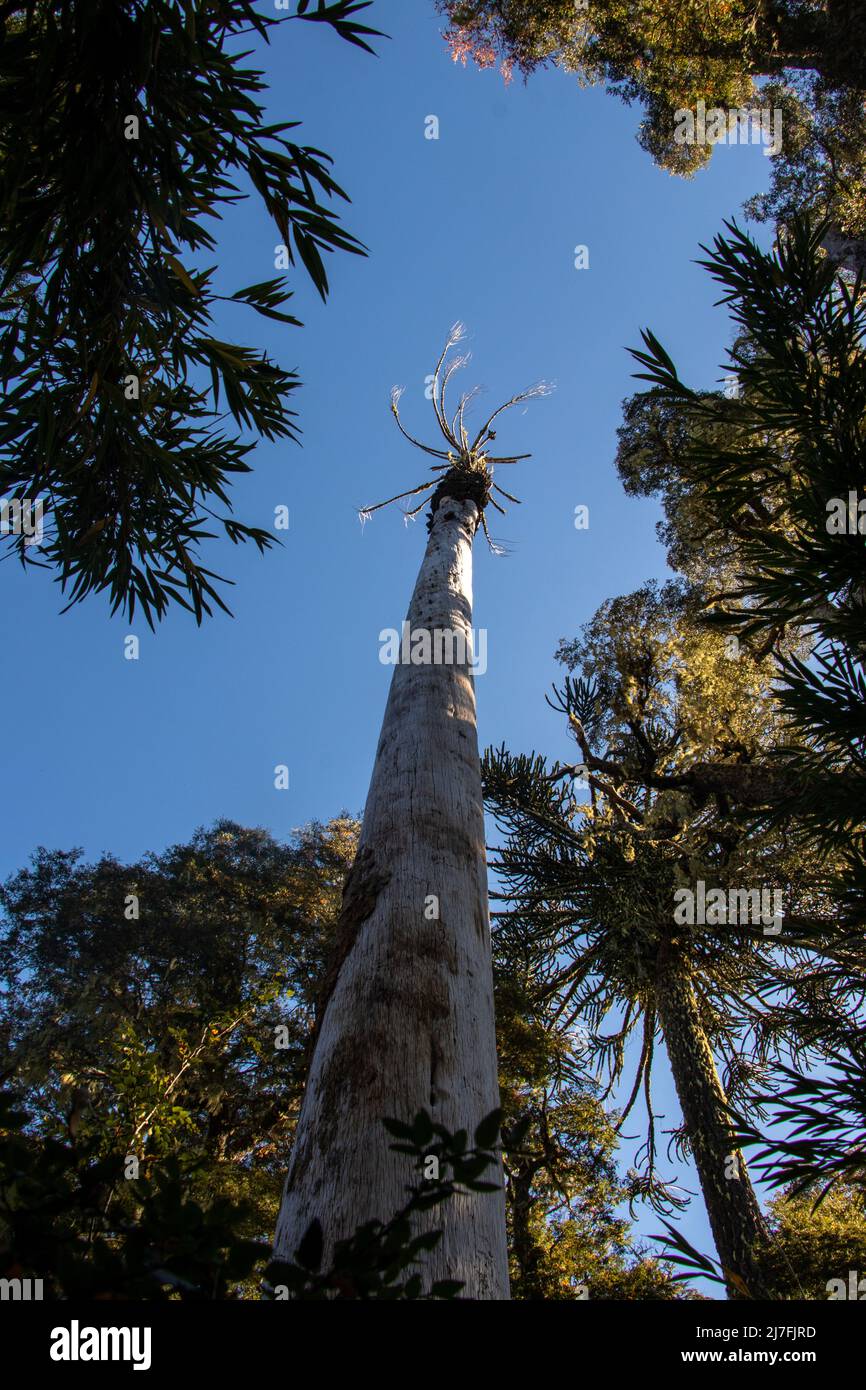Alberi di Araucaria nel Parque Nacional Nahuelbuta, Cile Foto Stock