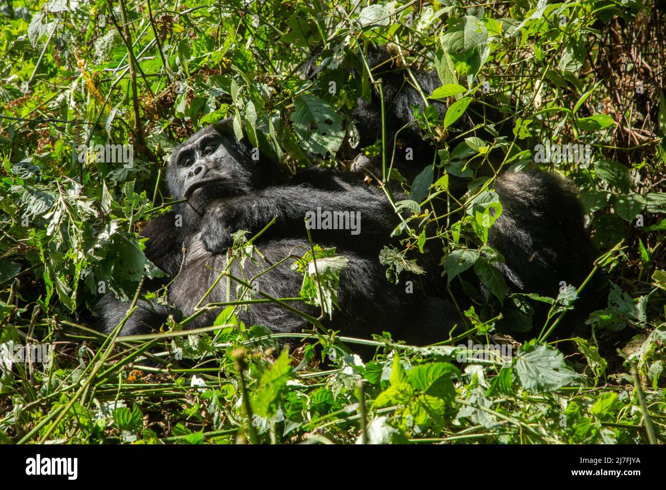 Una truppa di gorilla di montagna (Gorilla beringei beringei) fotografata al Parco Nazionale impenetrabile di Bwindi (BINP) nel sud-ovest dell'Uganda, ad est Foto Stock