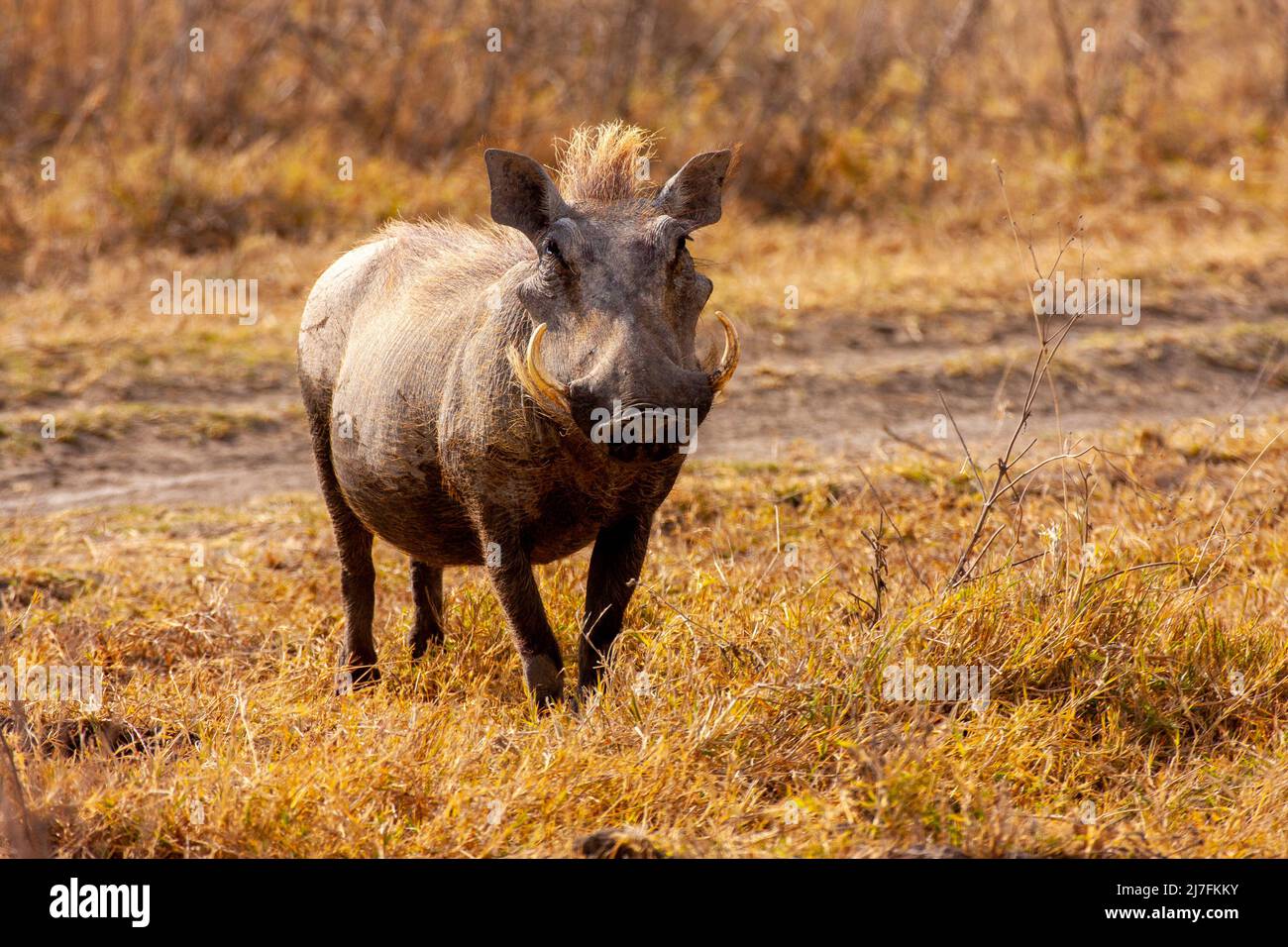 Una famiglia di Warthog (Phacochoerus africanus) fotografata in Tanzania Foto Stock