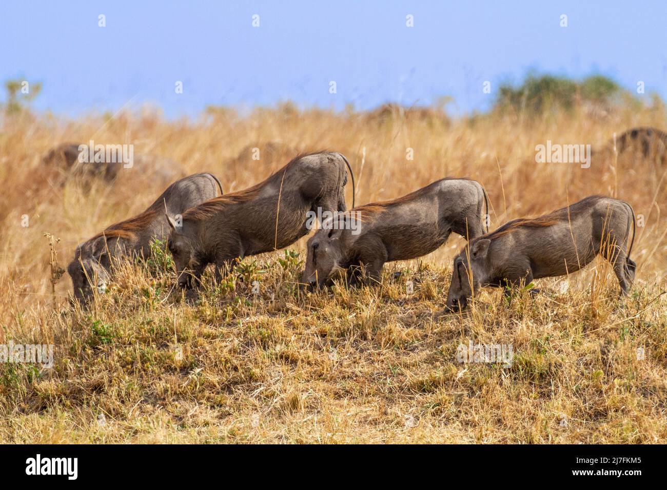 Una famiglia di Warthog (Phacochoerus africanus) fotografata in Tanzania Foto Stock