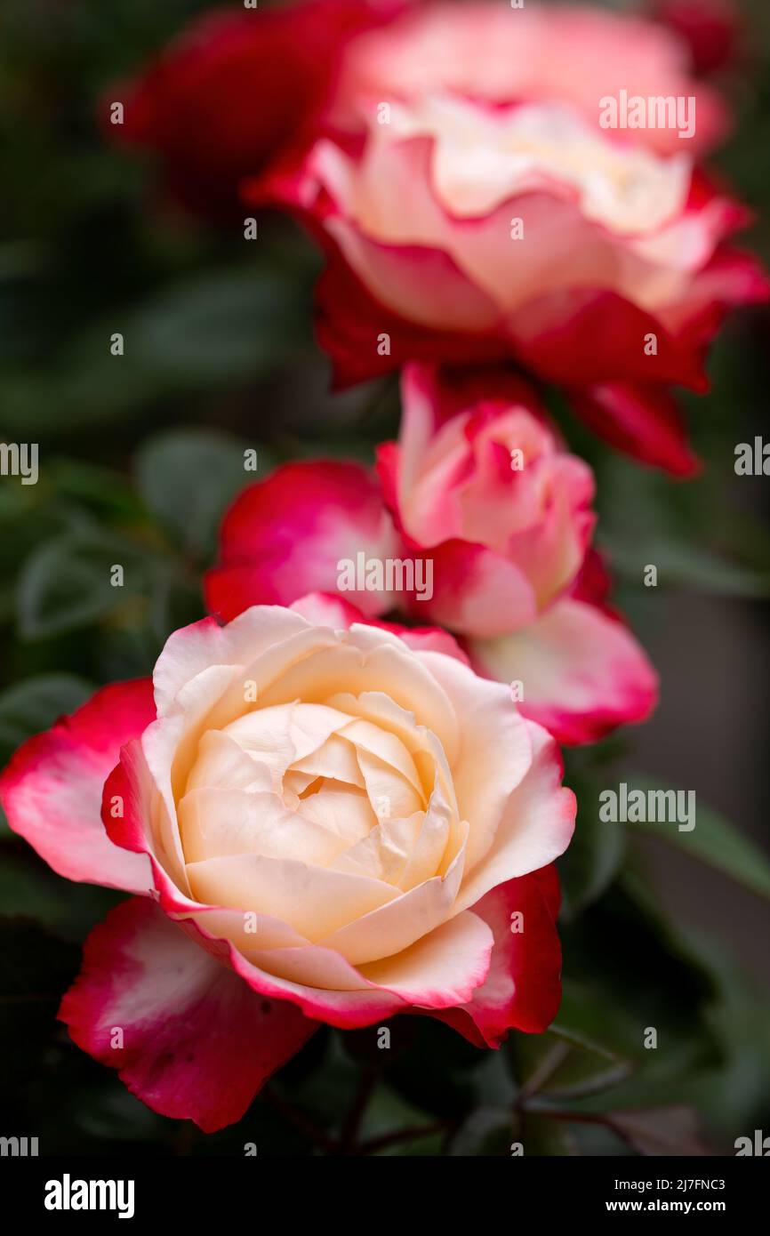 Fiore di rosa rosso e bianco nel giardino Foto Stock