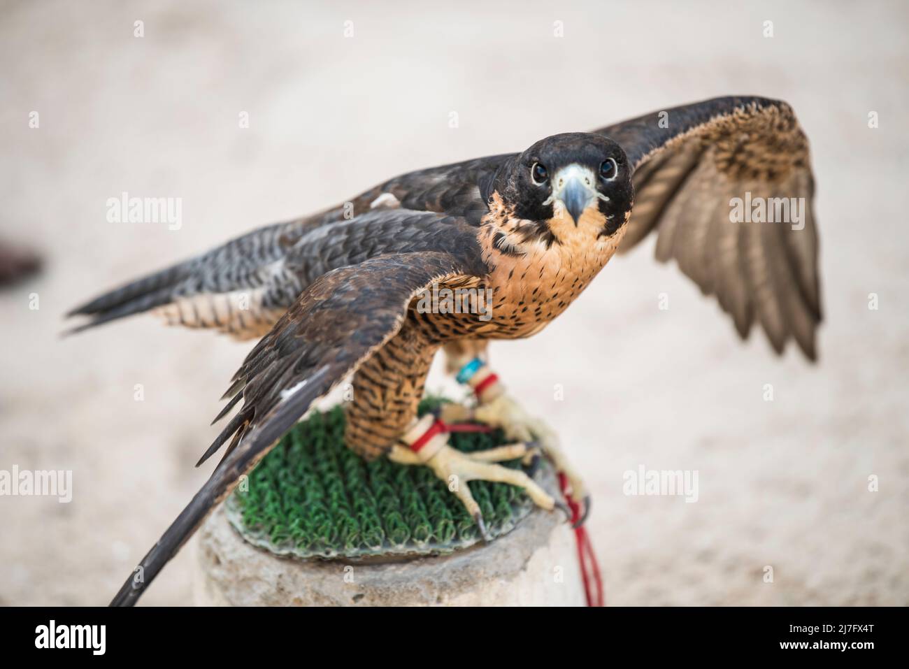 Doha, Qatar, maggio 01,2022: I falchi arabi sono usati per la caccia ma anche come animali domestici nei paesi del Golfo. Foto Stock