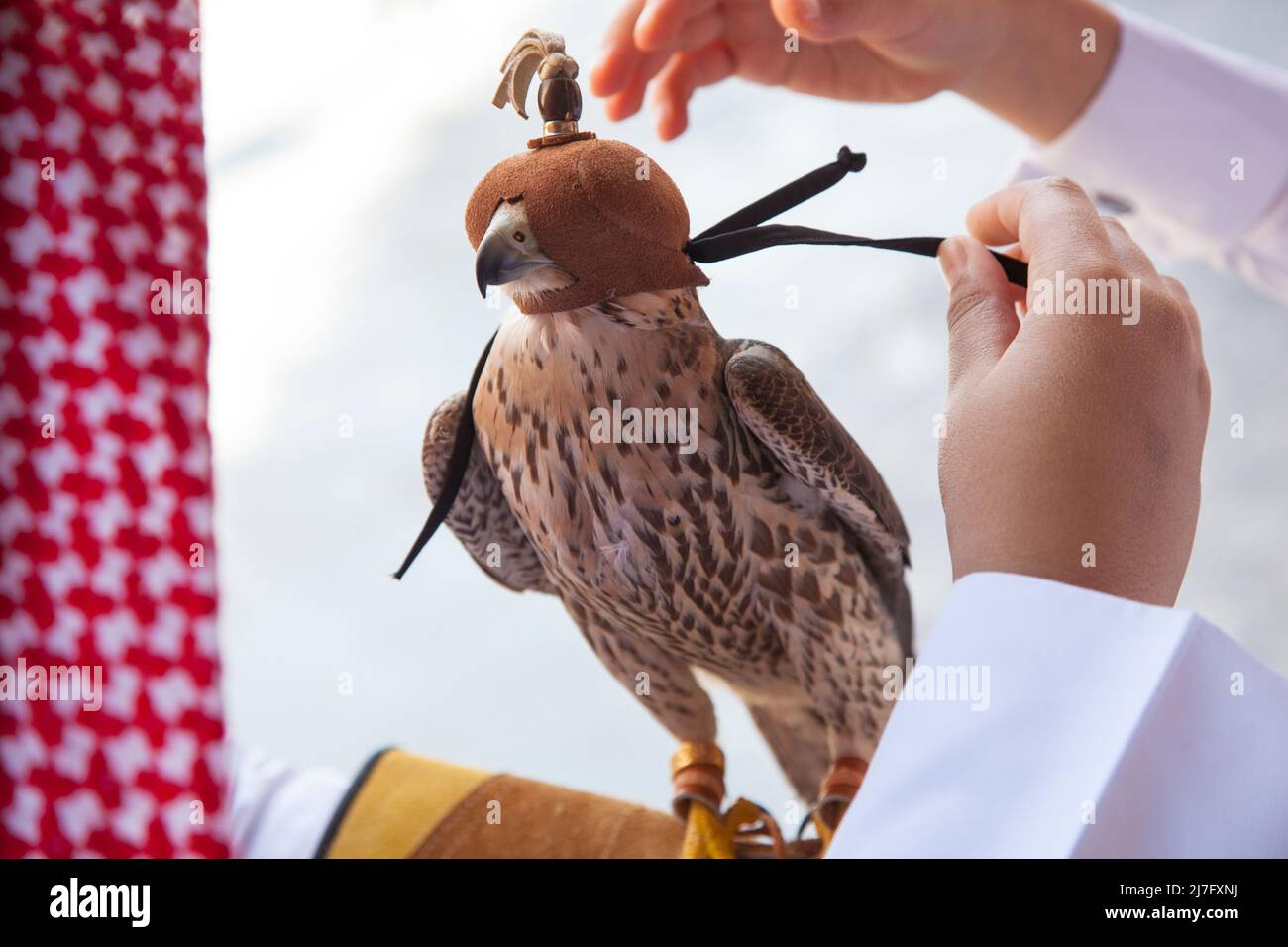 Doha, Qatar, maggio 01,2022: I falchi arabi sono usati per la caccia ma anche come animali domestici nei paesi del Golfo. Foto Stock