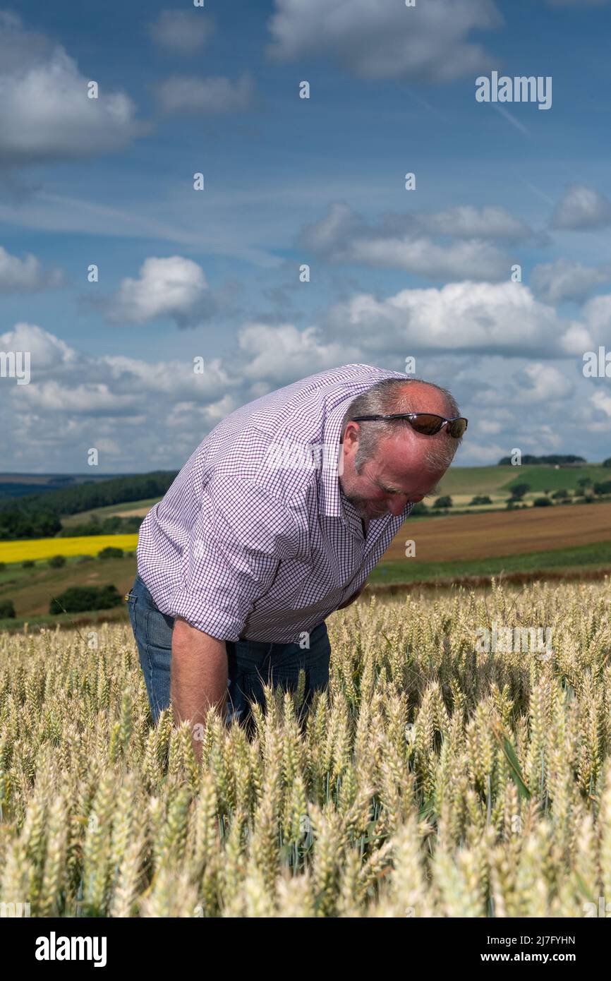 Coltivatore che ispeziona il suo raccolto di grano che è stato seminato con trifoglio per tenere ridurre gli input di fertilizzante. Durham, Regno Unito. Foto Stock