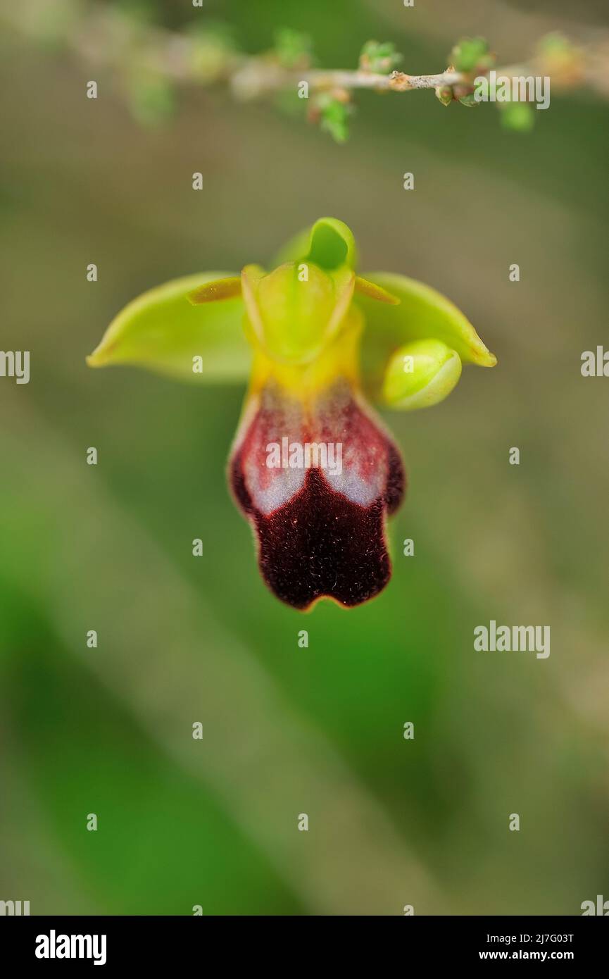 Ophrys Fusca è una specie di orchidee monopoodiche e terrestri. Foto Stock