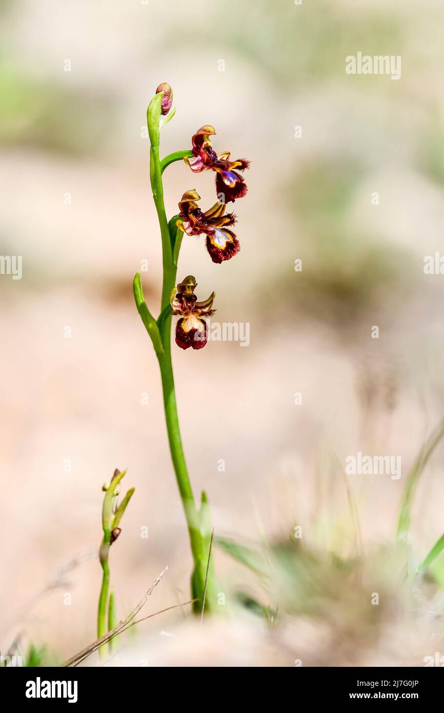 Ophrys speculum - è una specie di orchidee chiamate orchidee di api Foto Stock