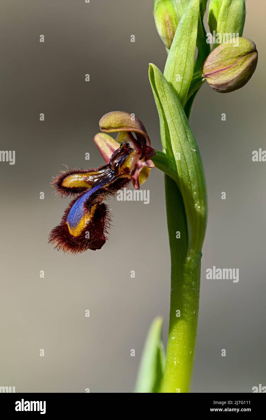 Ophrys speculum - è una specie di orchidee chiamate orchidee di api Foto Stock