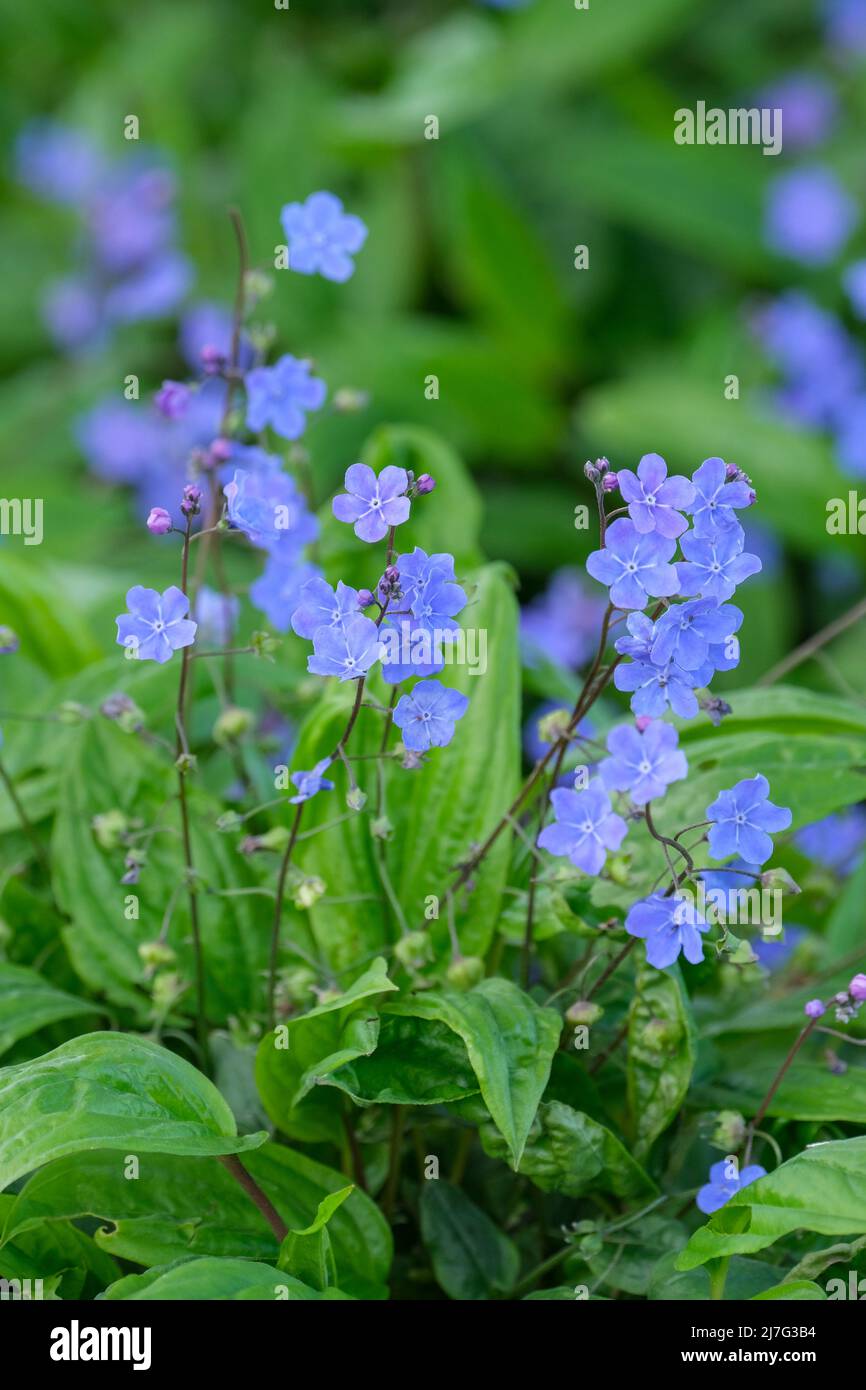 Cappadocia di Omphalodes 'Cherry Ingram', Cappadocia navelwort 'Cherry Ingram'. Fiori blu, fioritura primaverile Foto Stock