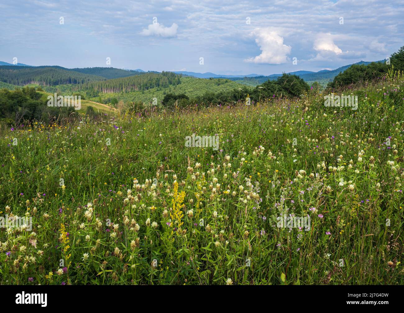 Pittoresca estate Carpazi montagna campagna prati. Abbondanza di vegetazione e bellissimi fiori selvatici. Foto Stock
