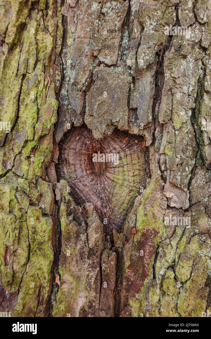 Cuore naturale forma l'occhio dell'albero in corteccia verde e marrone. Ambiente amore e benessere Foto Stock