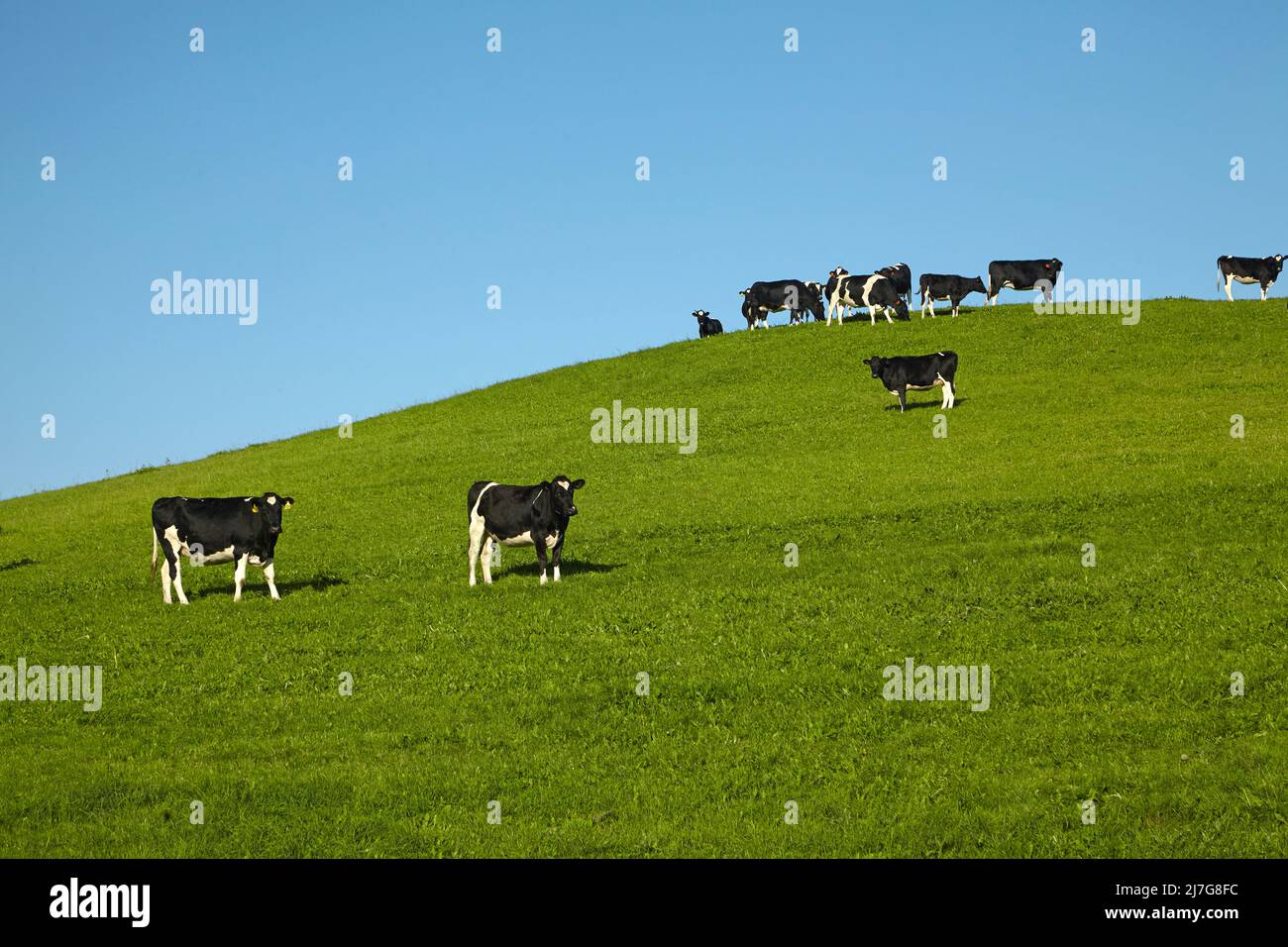 Mucche e campi verdi, Otago del Nord, Isola del Sud, Nuova Zelanda Foto Stock