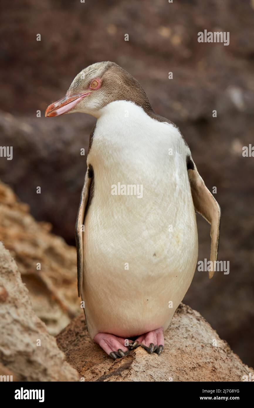 Pinguino dall'occhio giallo (antipodi Megadyptes) o Hoiho, Aramoana, Dunedin, Isola del Sud, Nuova Zelanda Foto Stock