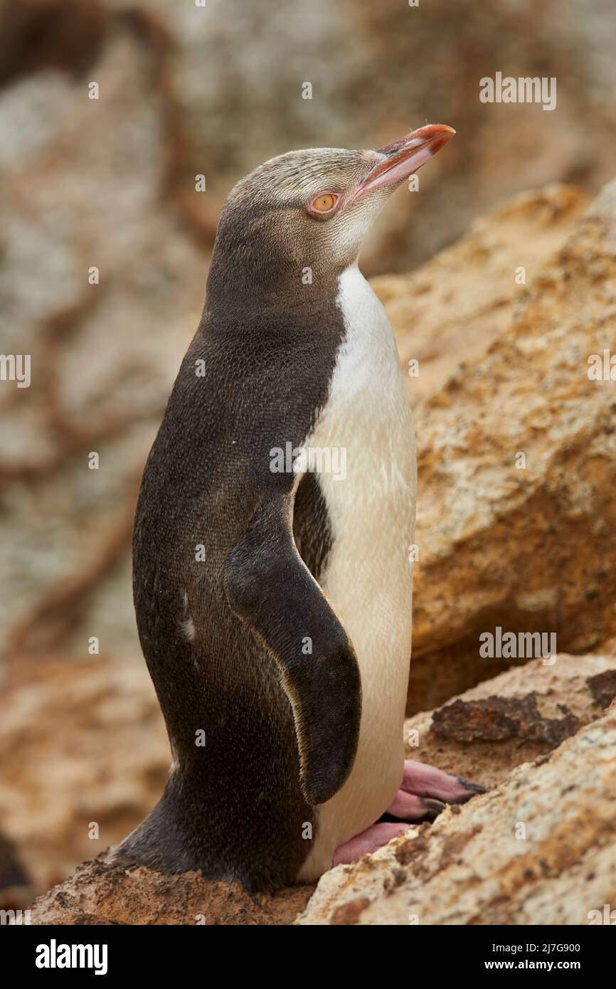 Pinguino dall'occhio giallo (antipodi Megadyptes) o Hoiho, Aramoana, Dunedin, Isola del Sud, Nuova Zelanda Foto Stock