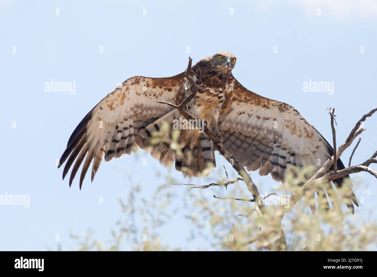 Aquila di serpente (Circaetus pectoralis) immatura dal baccello nero che si stende le ali Foto Stock