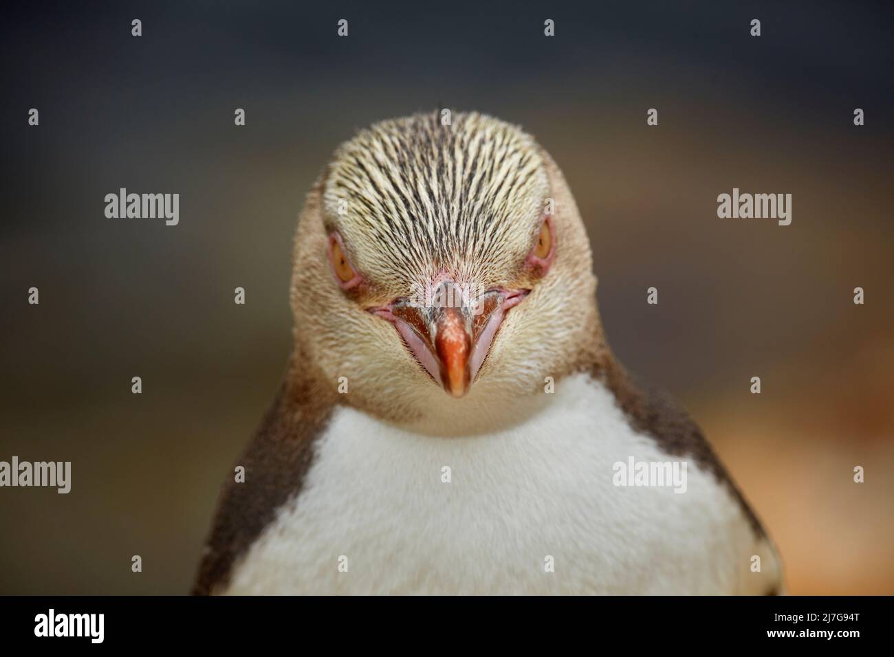 Pinguino dall'occhio giallo (antipodi Megadyptes) o Hoiho, Aramoana, Dunedin, Isola del Sud, Nuova Zelanda Foto Stock