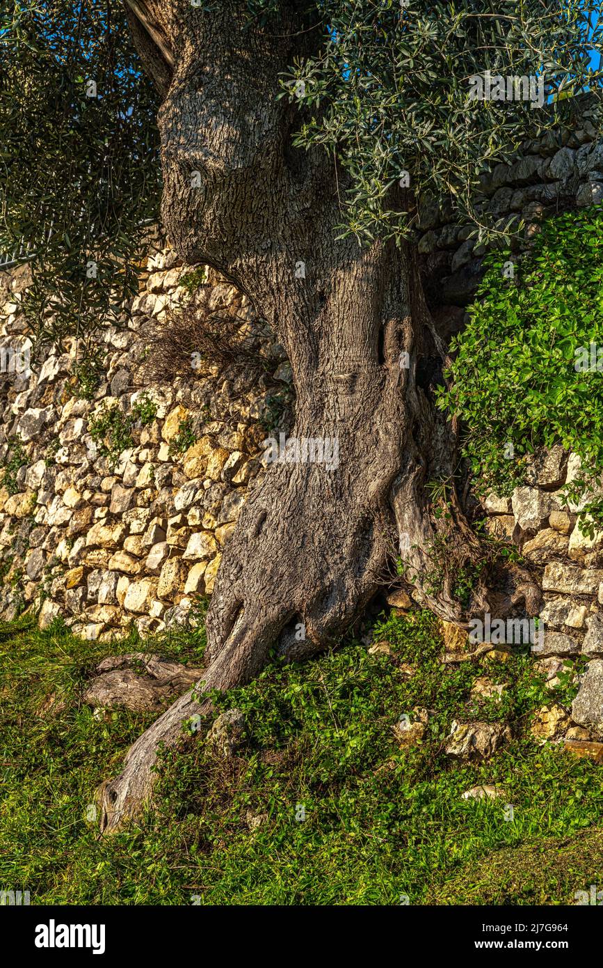 Un olivo secolare coltivato a ridosso di un muro di pietra nel Santuario del Santissimo Crocefisso di Varano. Ischiitella, Puglia Foto Stock