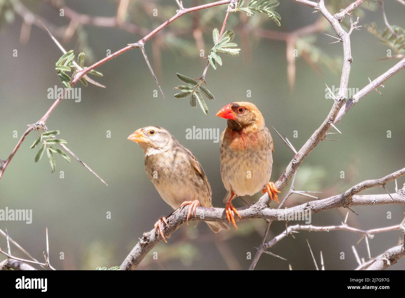 Quelea (Quelea quelea), coppia di allevamento Kalahari, Capo Nord, Sudafrica Foto Stock