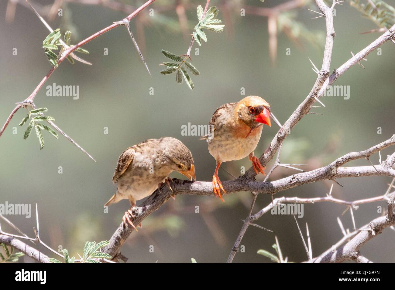 Quelea (Quelea quelea), coppia di allevamento Kalahari, Capo Nord, Sudafrica Foto Stock