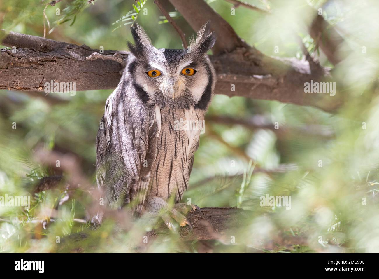 Southern White-fronted Scops Owl (Ptilopsis granti) Kgalagadi Transfrontier Park, Kalahari, Capo Nord, Sudafrica Foto Stock