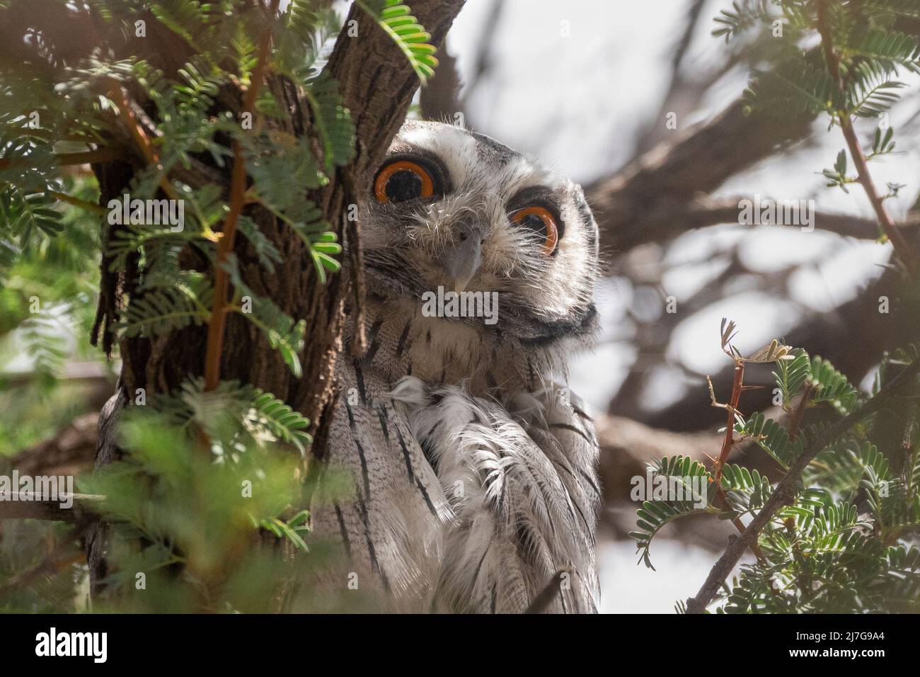 Southern White-fronted Scops Owl (Ptilopsis granti) Kgalagadi Transfrontier Park, Kalahari, Capo Nord, Sudafrica Foto Stock