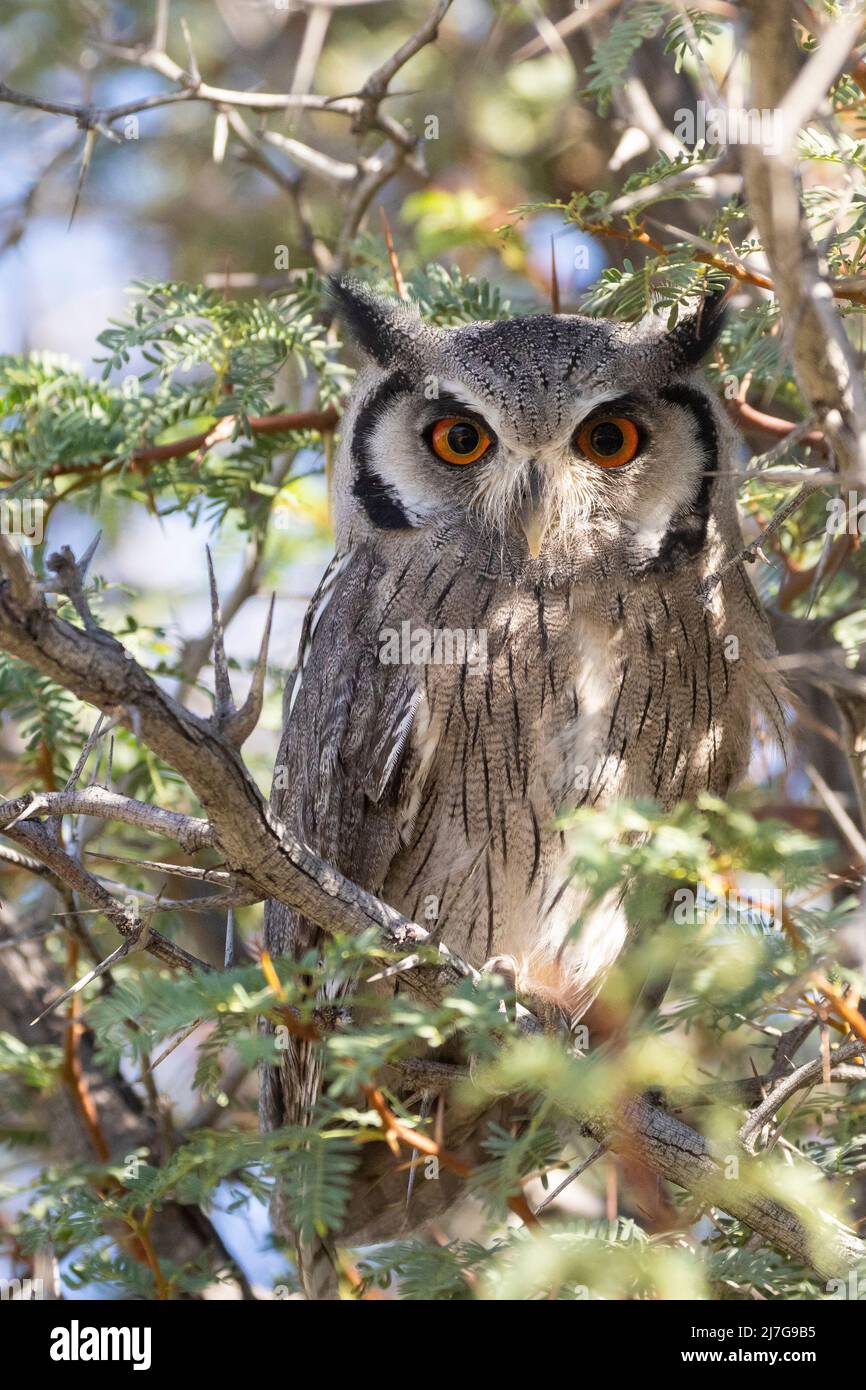 Southern White-fronted Scops Owl (Ptilopsis granti) Kgalagadi Transfrontier Park, Kalahari, Capo Nord, Sudafrica Foto Stock