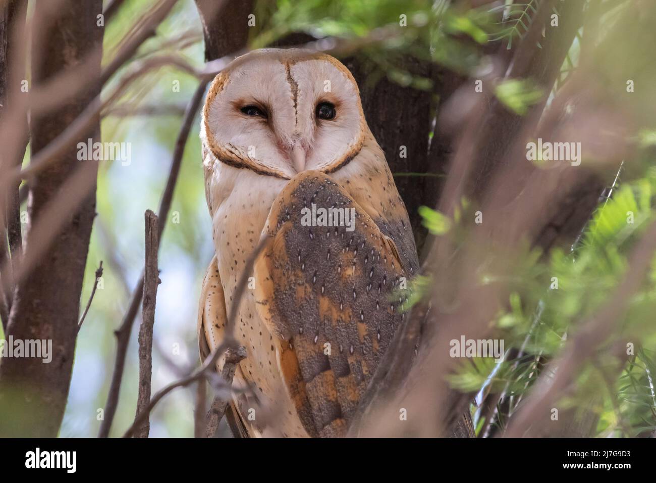 Western Barn Owl (Tito alba) che si snodano in un albero nel campo di Nossob, Kgalagadi Transfrontier Park, Kalahari, Capo Nord, Sudafrica Foto Stock