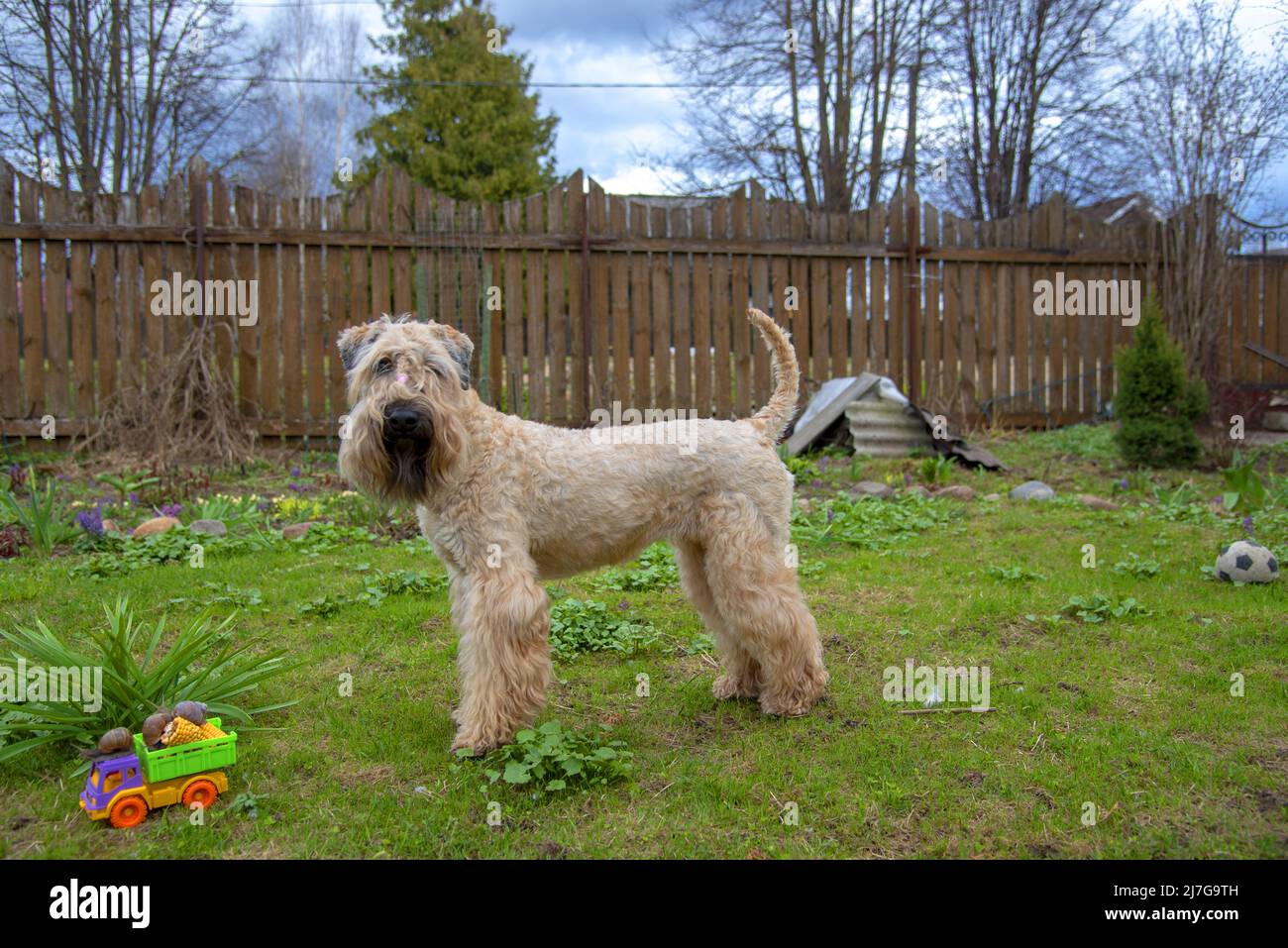 Morbido wheaten terrier.A cane rosso si trova in una radura nel giardino accanto ad un camion giocattolo con lumache. Foto Stock