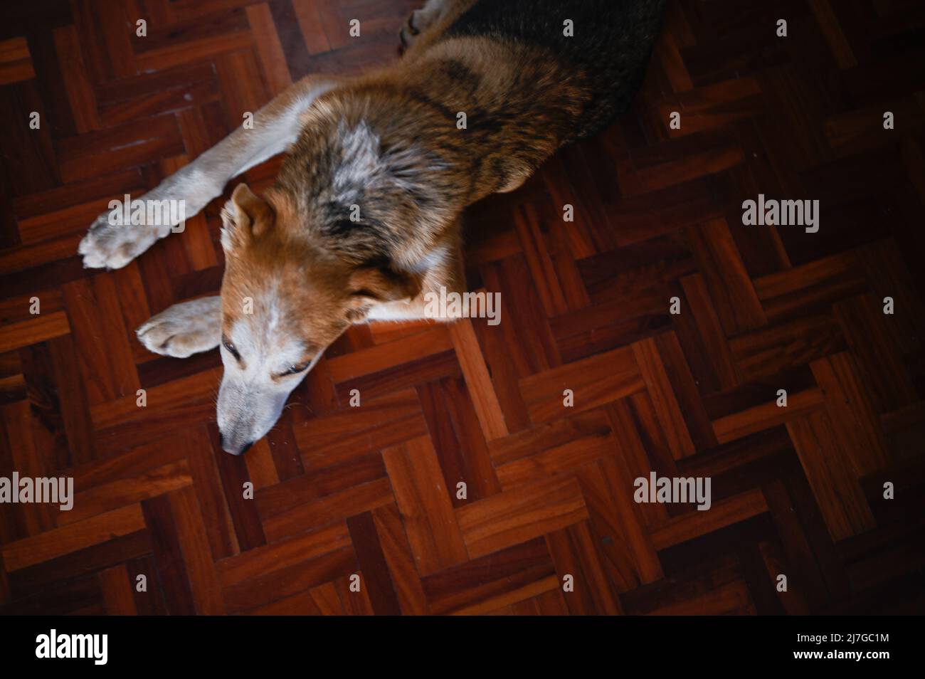 Ritratto interno di un giovane cane salvato adagiato sul pavimento Foto Stock