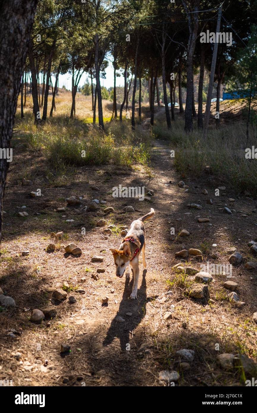 Ritratto esterno di un cane salvato felice godendo la natura Foto Stock