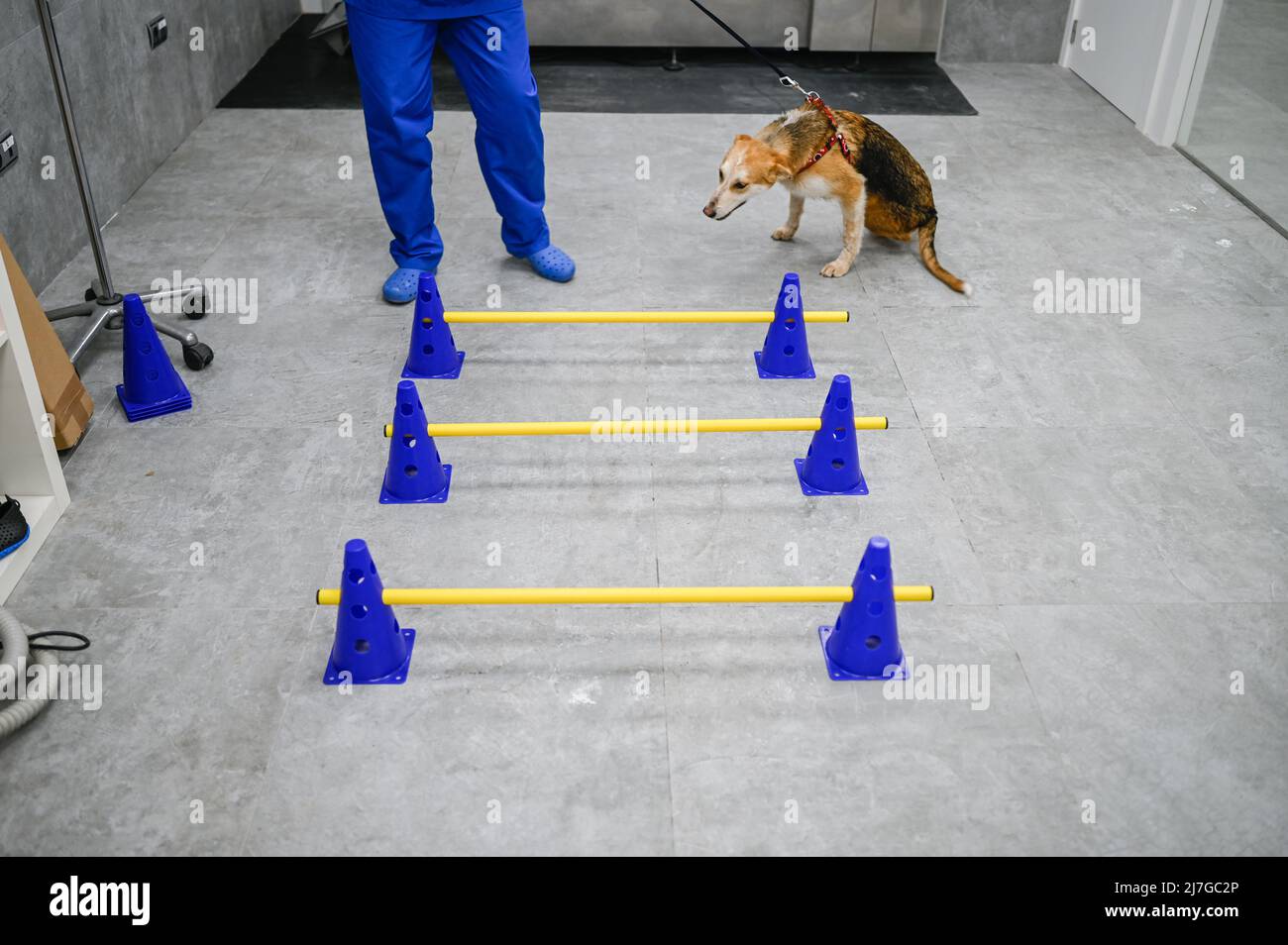 Il cane salvato ferito riceve terapia per problemi di anca in un centro veterinario Foto Stock