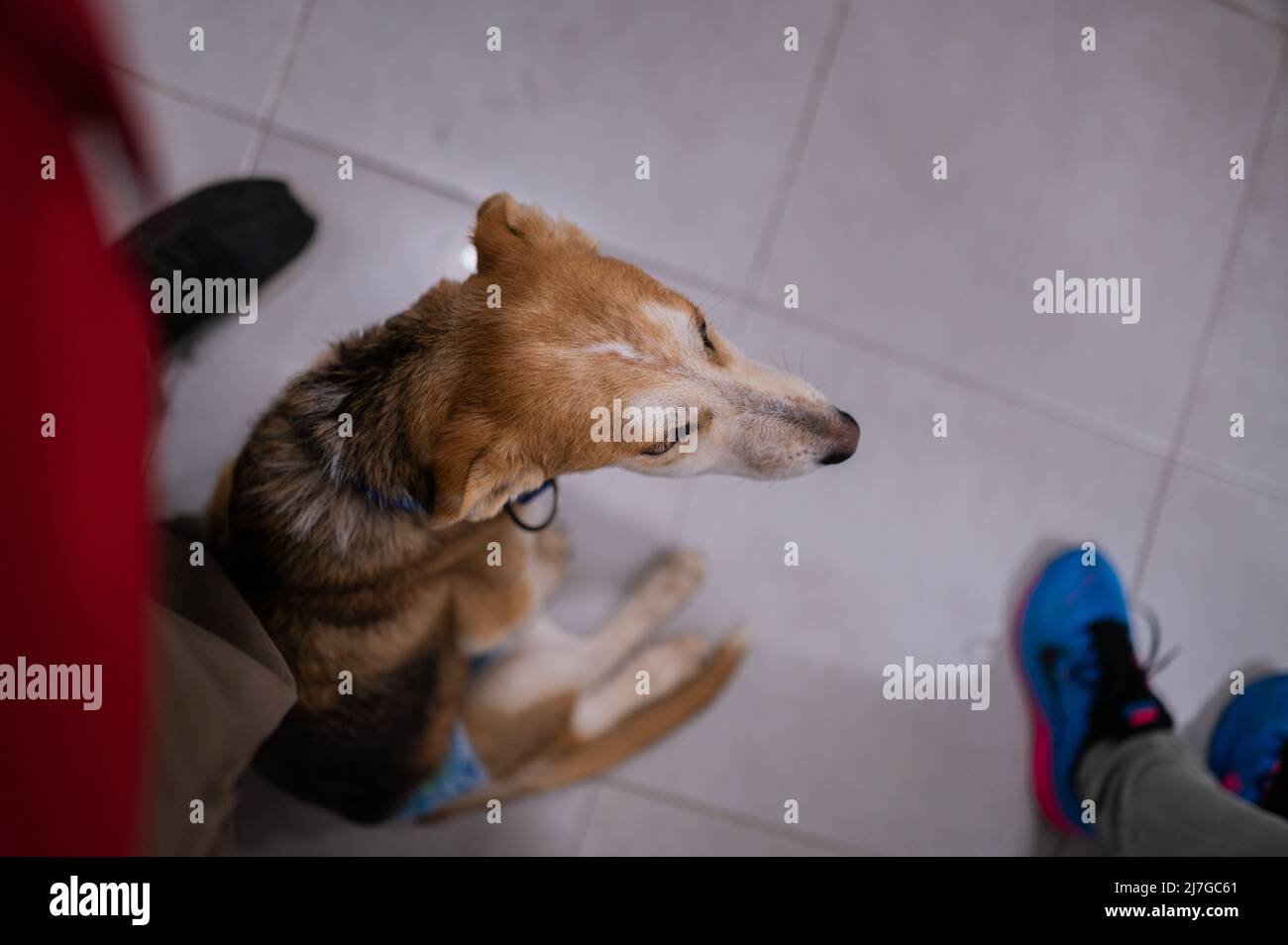 Il cane giovane salvato ferito che indossa un pannolino sta aspettando all'interno del centro veterinario Foto Stock