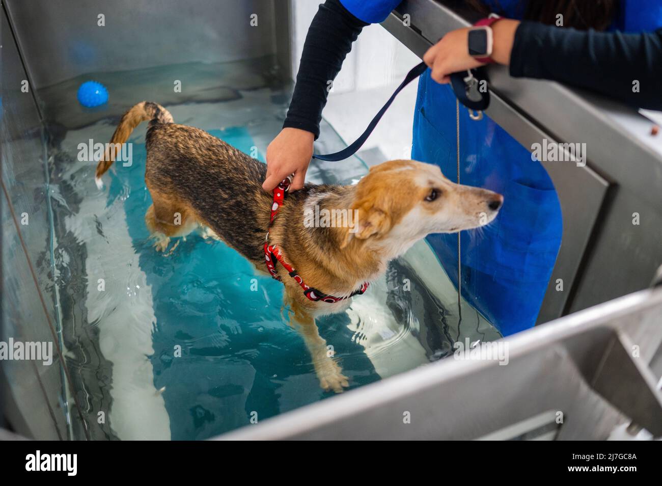 Il cane salvato ferito riceve terapia ad acqua a basso impatto in un centro veterinario Foto Stock