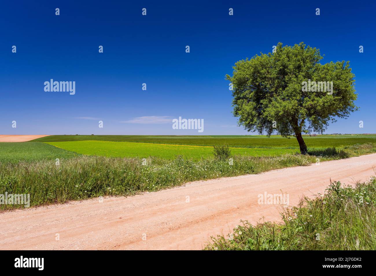 Primavera paesaggio rurale, Castilla-la Mancha, Spagna Foto Stock