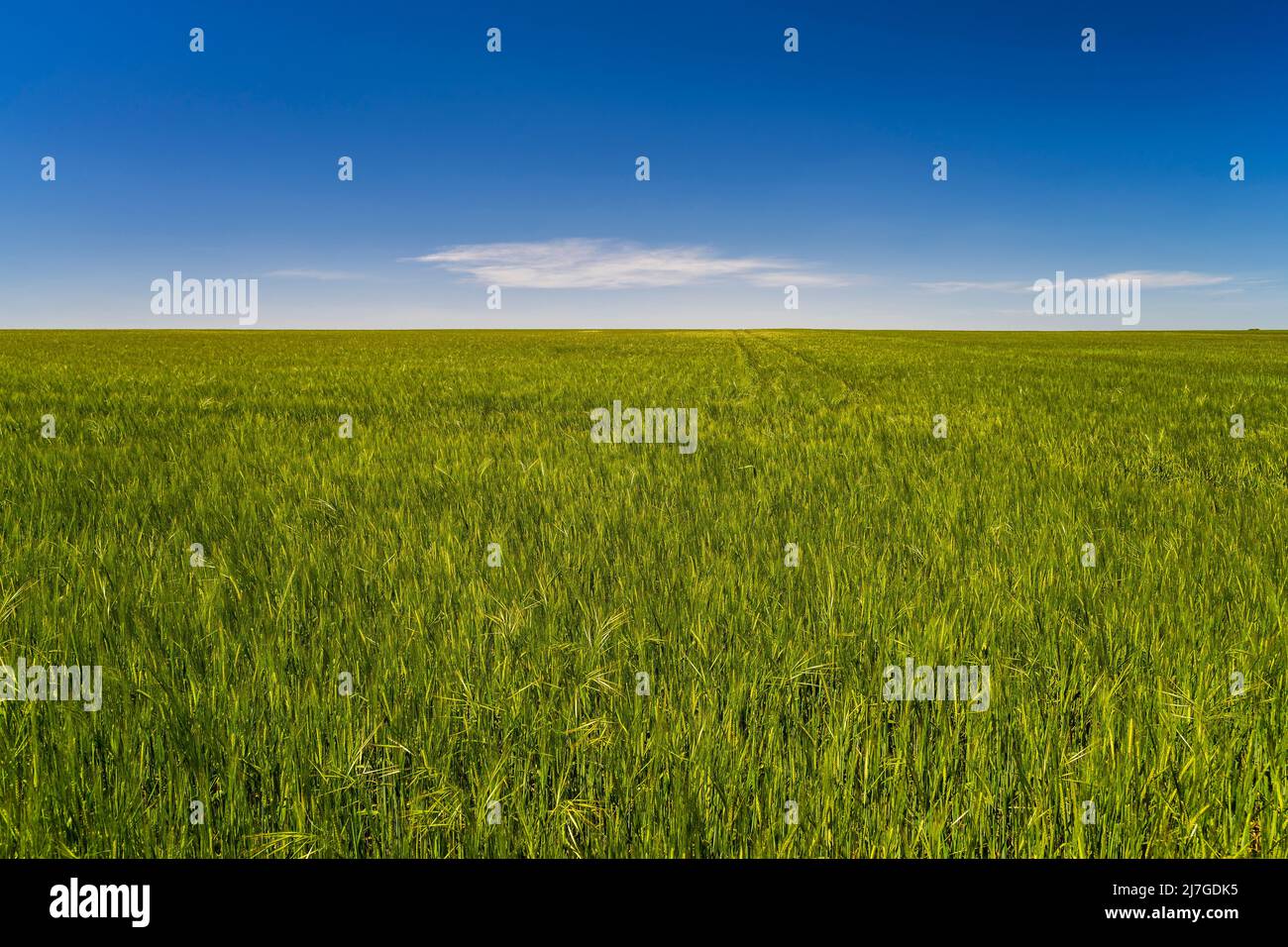 Primavera paesaggio rurale, Castilla-la Mancha, Spagna Foto Stock