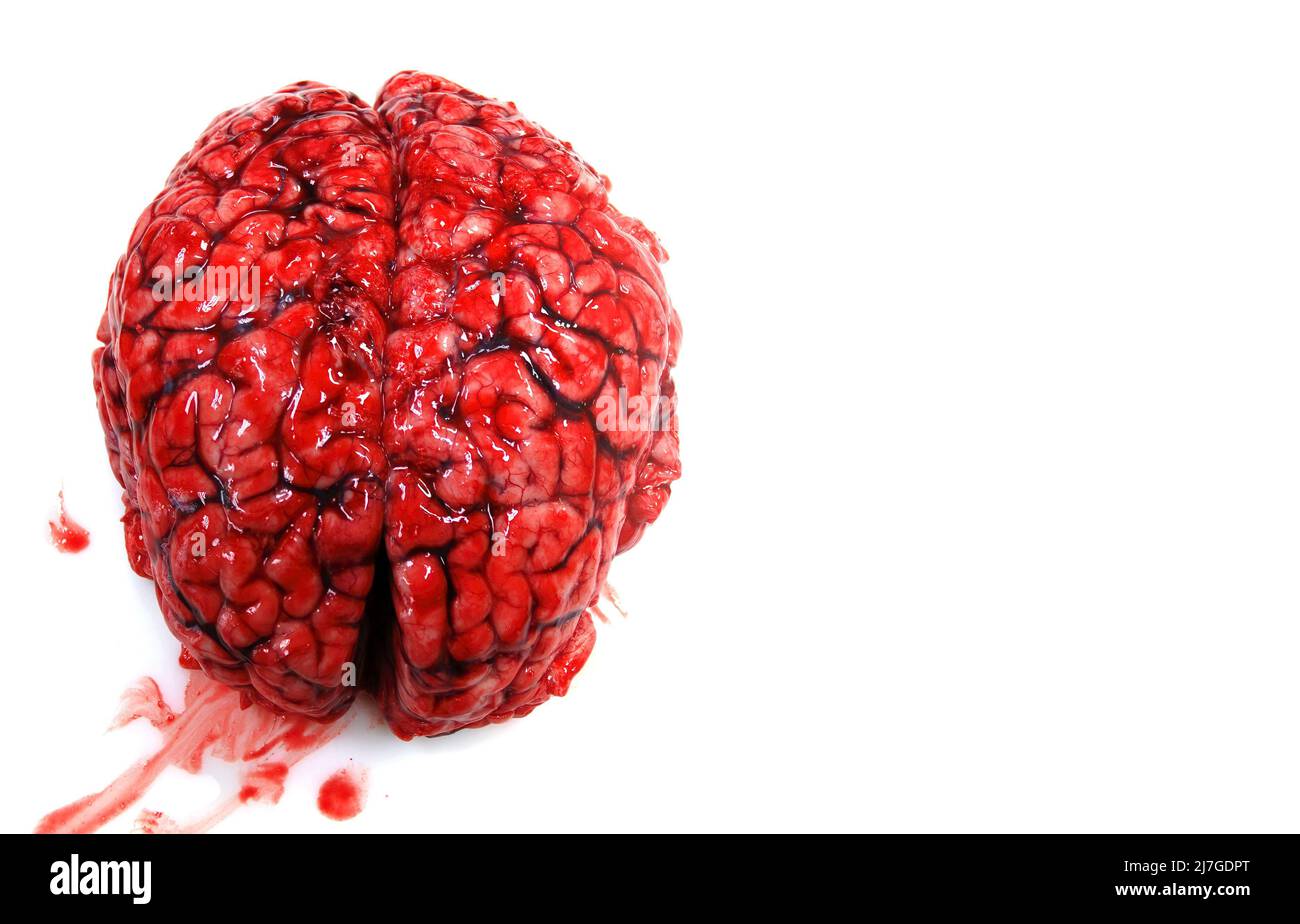 Un vero e proprio cervello umano sanguinoso isolato su sfondo bianco Foto Stock