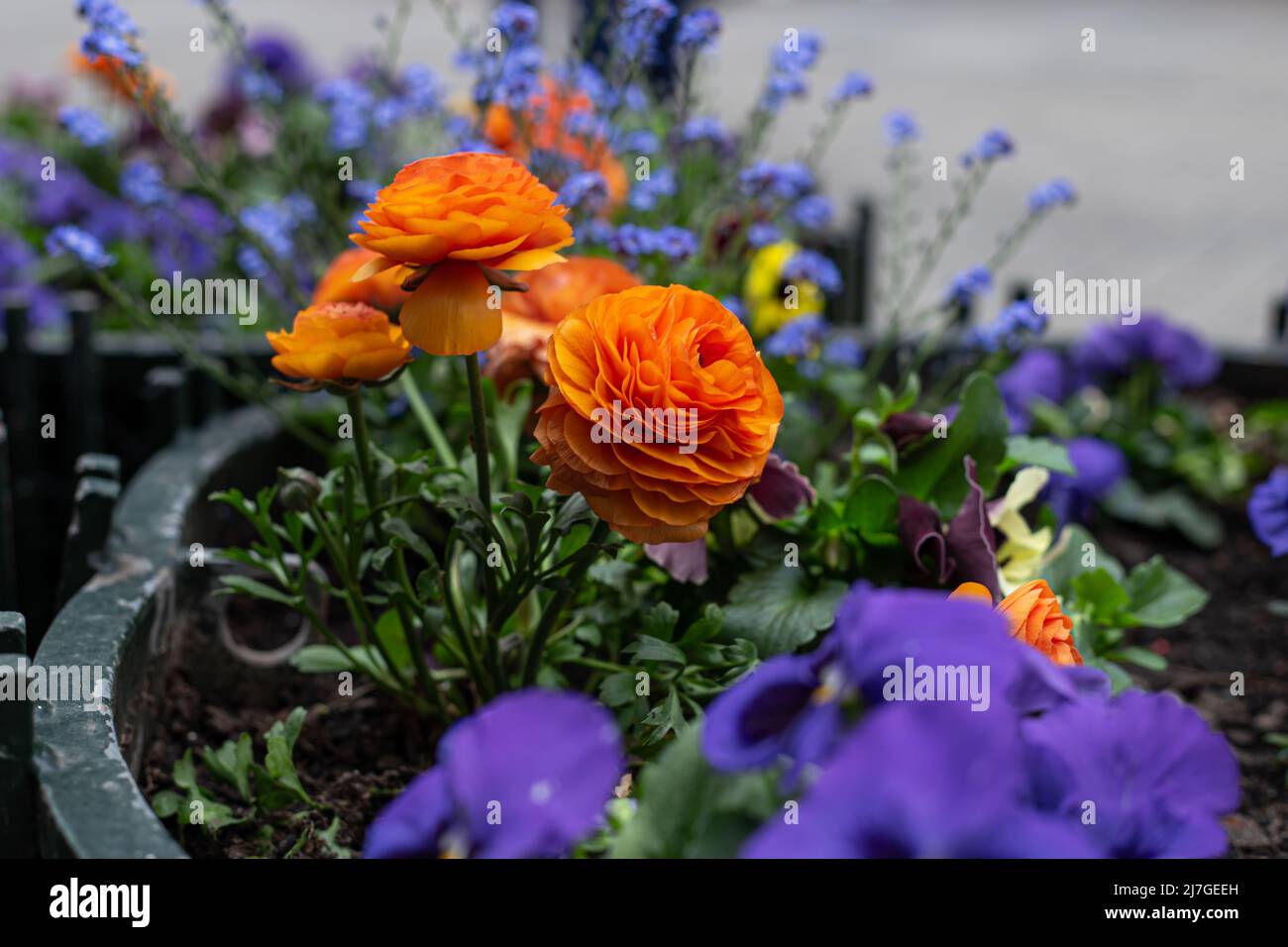 Fiori d'arancio Buttercups, Ranunculus su un letto di fiori. Foto Stock