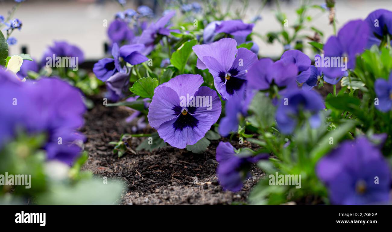Primo piano, Viola fiori tricolore in un letto di fiori. Foto Stock
