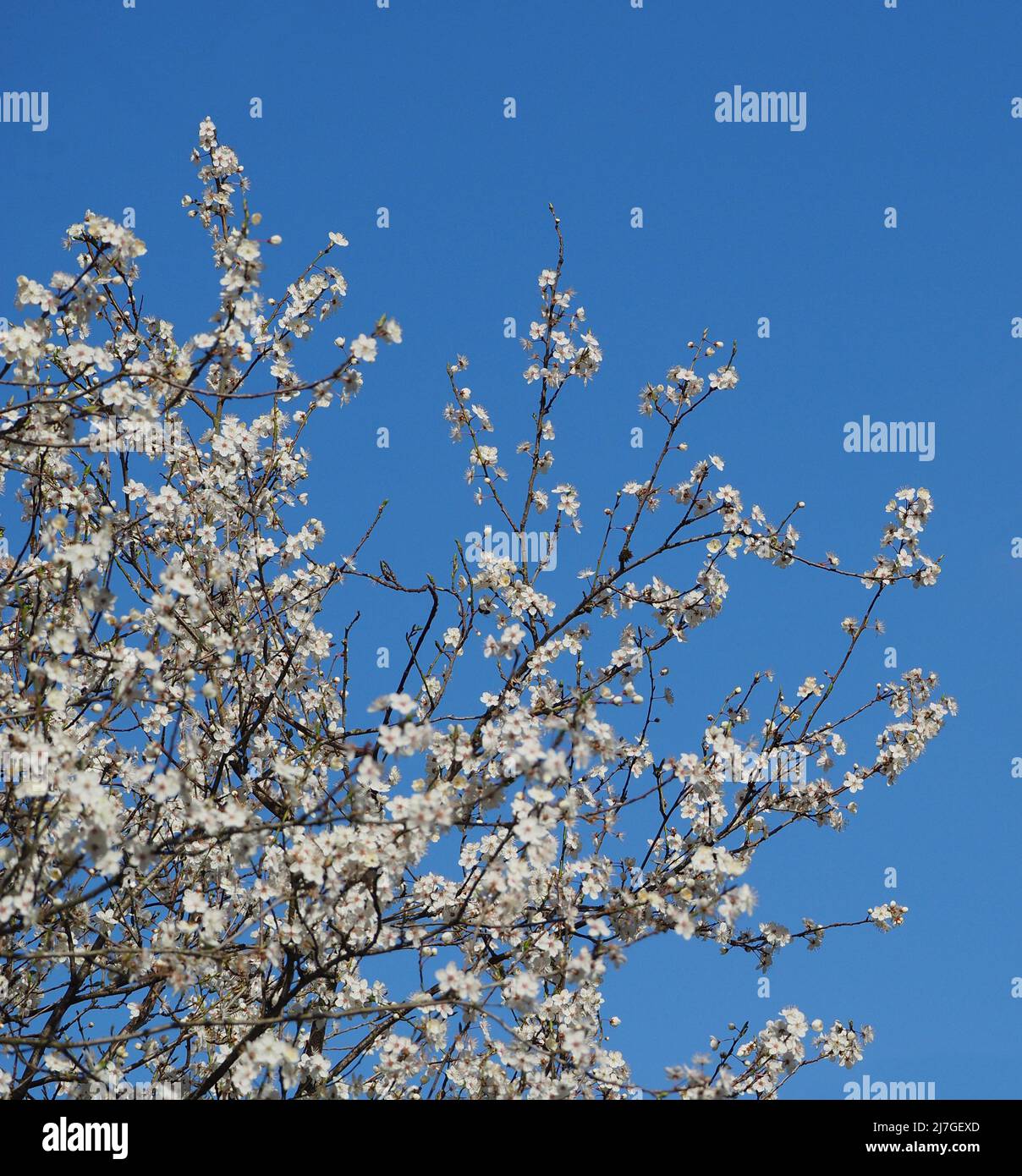 Il bellissimo biancospino bianco fiorisce in primavera (aprile) contro un cielo blu. Foto Stock