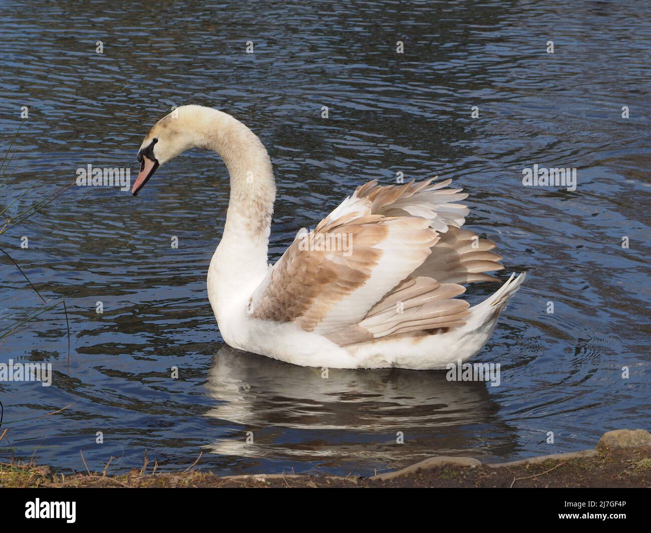 Il cigno muto immaturo (cygnus olor) nuota su un lago nel nord dell'Inghilterra. Foto Stock