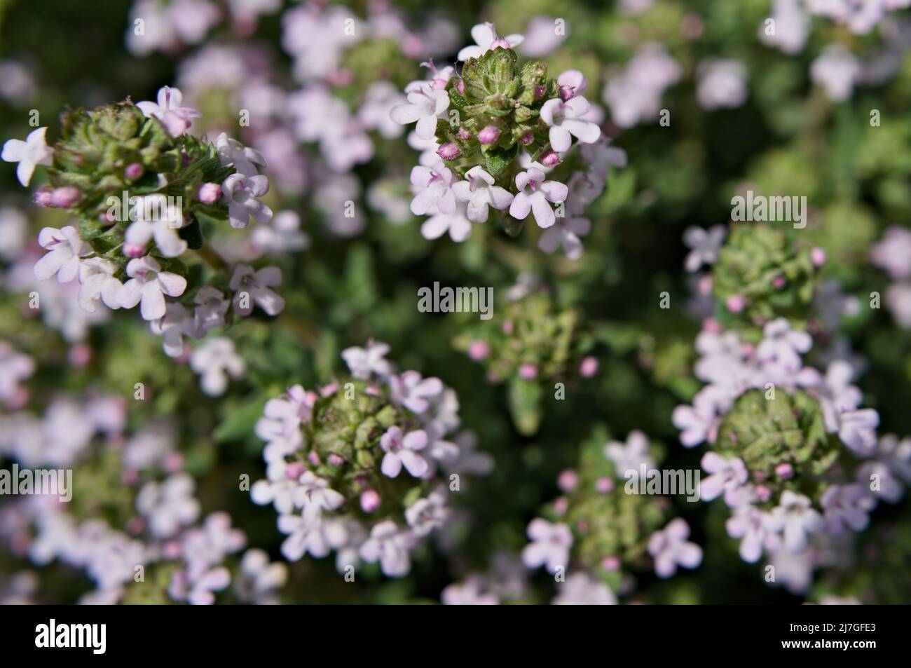 I piccoli fiori di timo Foto Stock