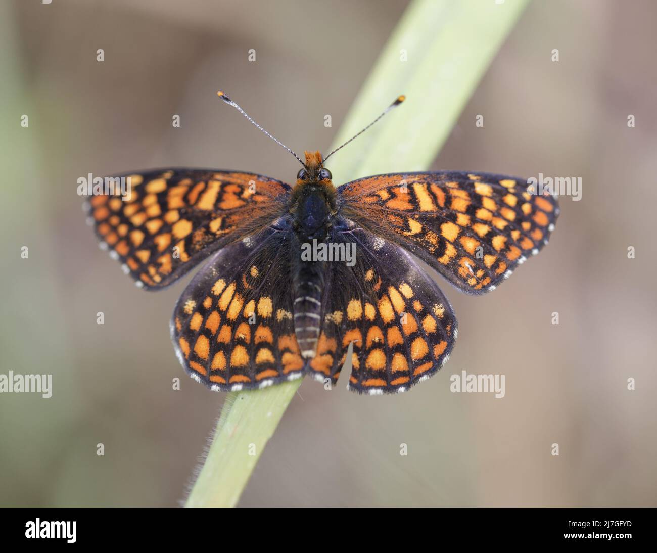 Northern Checkerspot appollaiato sull'erba. Los Trancos Preserve, contee di Santa Clara e San Mateo, California, USA. Foto Stock