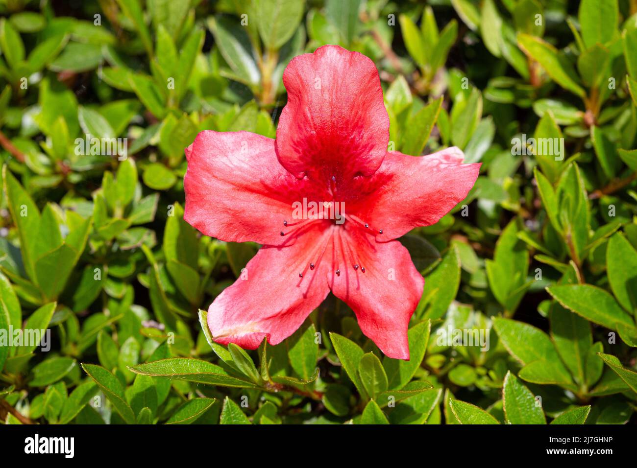 Rhododendron simsii fiore che cresce sul giardino all'aperto. Rosso fiore Azalea Foto Stock