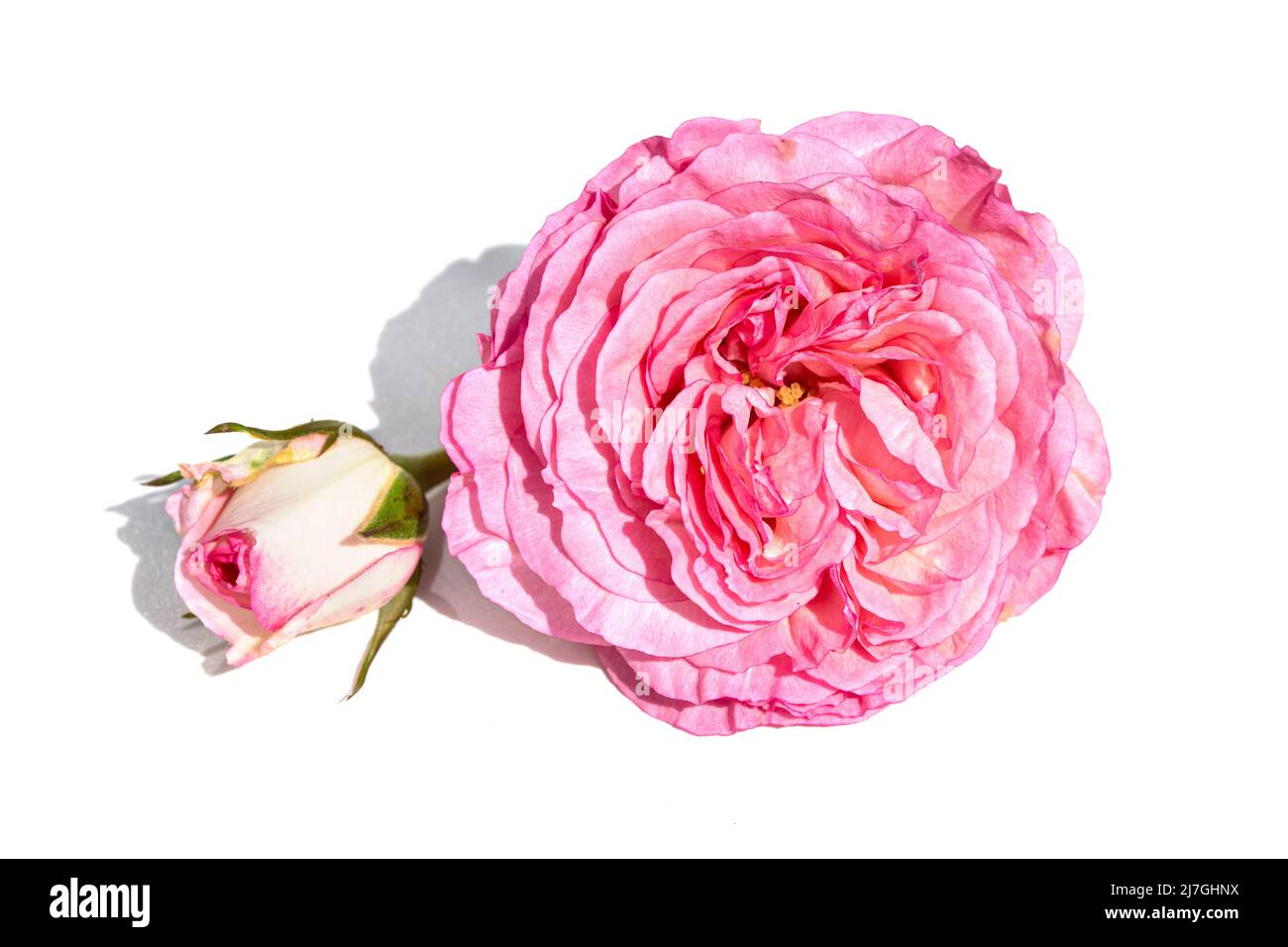 Rosa fiore isolato su sfondo bianco. Rosa chinensis Foto Stock