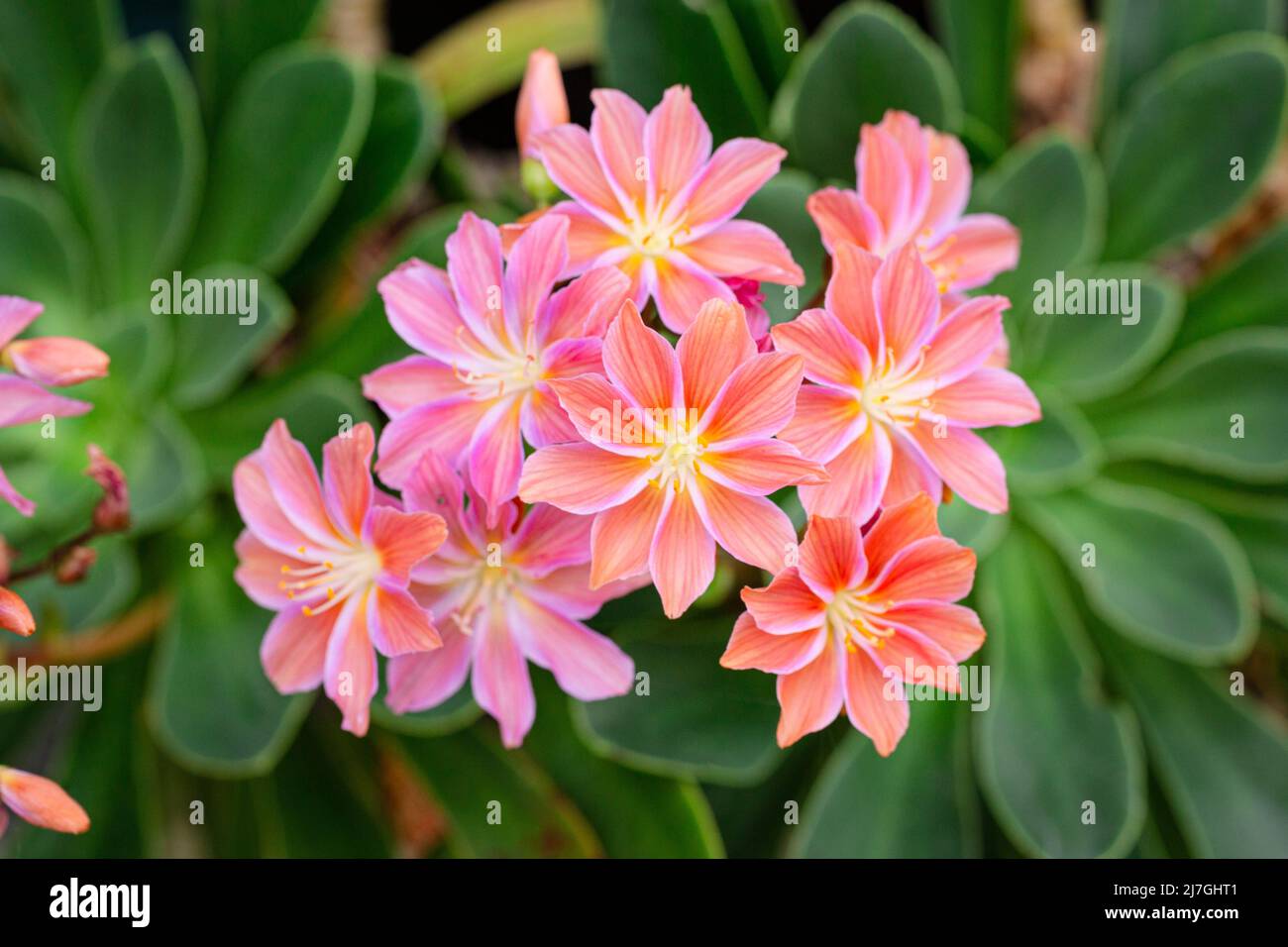 Fiori di cotiledone di Lewisia che crescono sul giardino esterno. Siskiyou lewisia Foto Stock