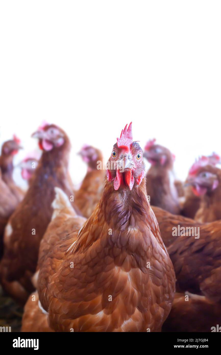 Curioso pollo di fattoria marrone di fronte ad altri polli isolati su uno sfondo bianco Foto Stock