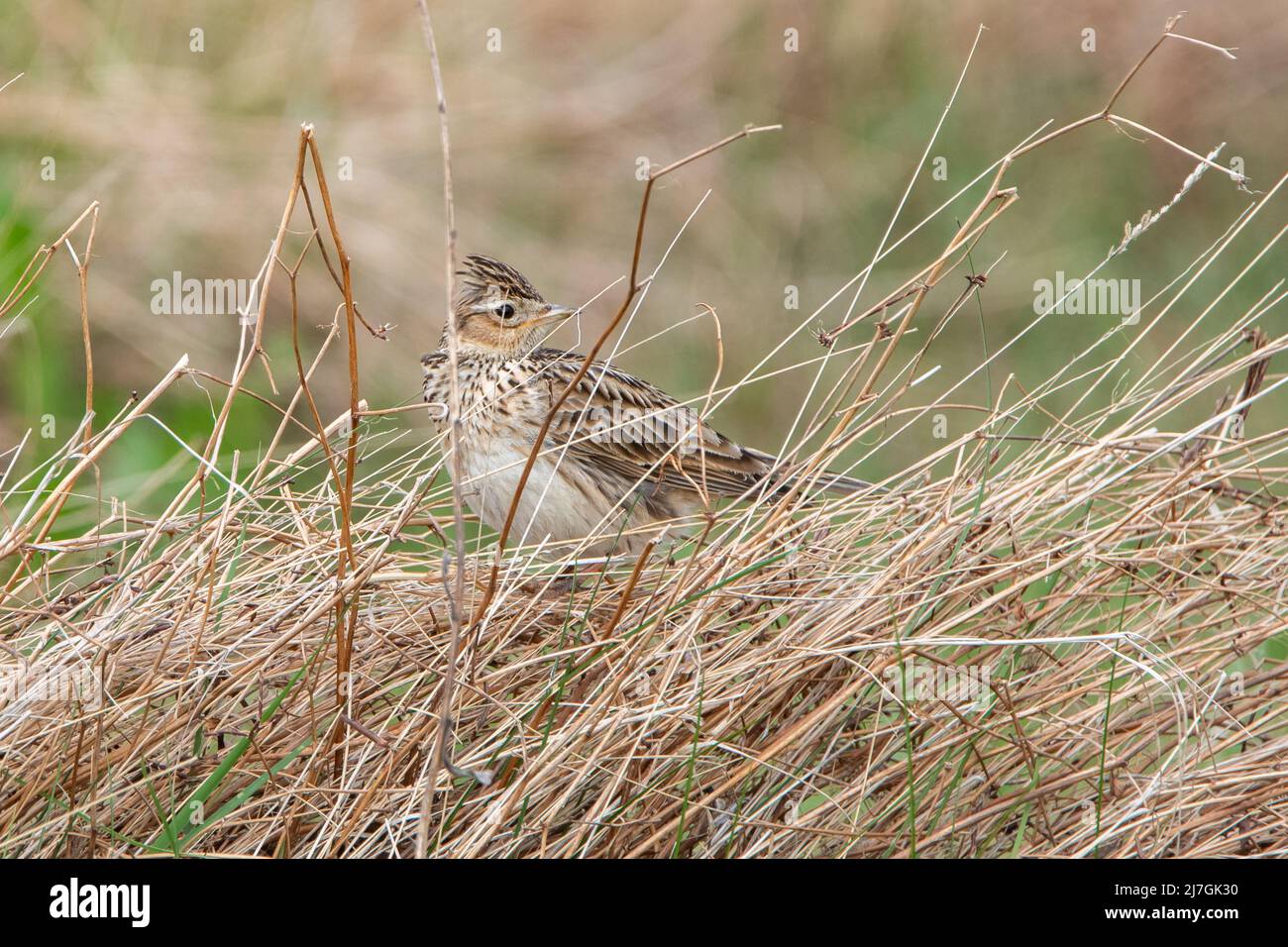 Skylark (Alauda arvensis) sul terreno Foto Stock